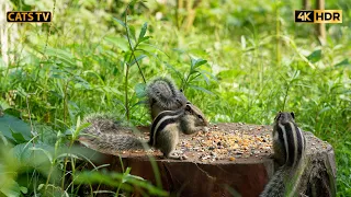 Cat TV 😺Squirrel🐰 And Birds 🐦Best for your Cats 🐿️ 10 hours Cat & Dog TV