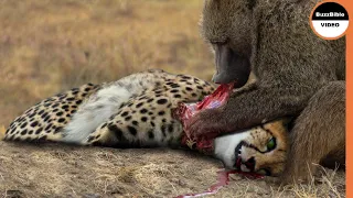 Cheetah Cub's Life is Taken By Baboons in Its Mother's Absence