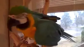 Попугай смешно ржет   Parrot laughs