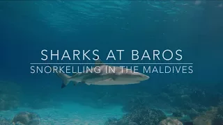 Snorkelling in the Maldives - Sharks at Baros