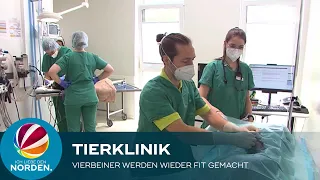 Tierklinik in Posthausen: Hier werden Vierbeiner wieder fit gemacht