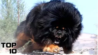 Top 10 Most Dangerous Dog Breeds