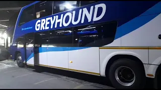 greyhound