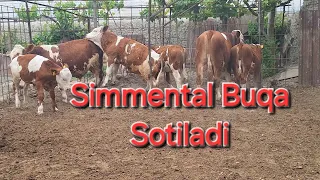 Avstriya Simmental Bull Buqani Uddari zot bop varyantidan  @oson_bozor