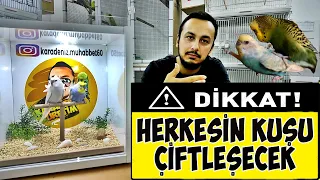 MUHABBET KUŞUNUZ ÇİFTLEŞMİYOR MU ? BU VİDEO TAM SİZE GÖRE