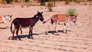 Black Donkey Meeting#donkey #usa  #brazilian