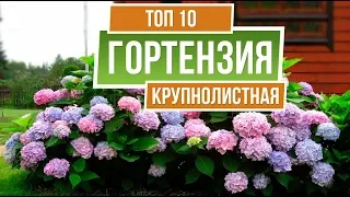 ТОП 10 СОРТОВ  ✔️ Гортензия крупнолистная 🌺 Лучшие сорта для средней полосы