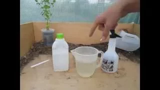 How to Make a simple Organic Insecticide Spray (Aphids, Blackfly, Whitefly etc)