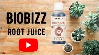 Как прокачать корневую систему и вырастить огромное растение? Root Juice BioBizz