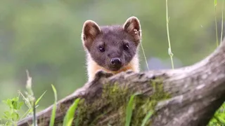 Pine Martens wildlife hide Scotland