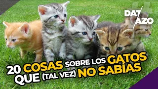 😻 20 COSAS que (tal vez) NO SABÍAS de los GATOS 🐈 | #DATAZO