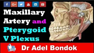 Maxillary Artery and Pterygoid Venous Plexus, Dr Adel Bondok