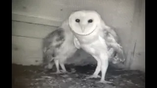 Barn Owl Baby Prepares To Leave The Nest