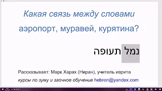 1700. Какая связь в иврите между словами: аэропорт, муравей, курятина? Моя версия