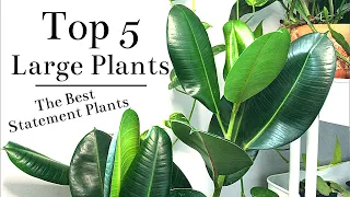 Top 5 Large Floor Plants