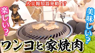 サプライズ焼肉に大興奮なチワワとチワックスと火災報知器