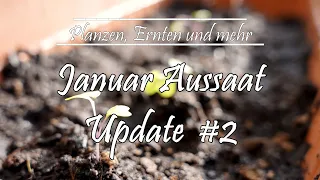 Umpflanzen von Kohlrabi- und Fenchelkeimlingen - Update #2! zur Januar Aussaat