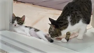 The Big Cat Wants To Be Gentle With the Rescued Kitten │ Episode.201