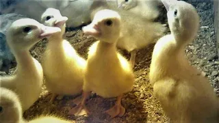 Indians (Musky Ducks). Muters. Mobile Aviary for Ducklings, Chickens.