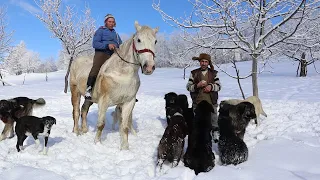 La STÂNA lui ȘTEFAN CIUNTEREI din satul FELDRU BN | Am urcat în deal la oi cu sania trasă de CAI