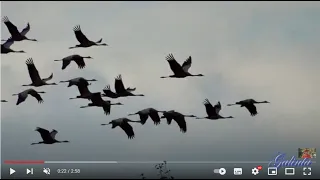 🙏🐦ВІДЛІТАЮТЬ ЖУРАВЛІ 🙏🐦 ПІСНЯ ДО СЛЬОЗ🔥