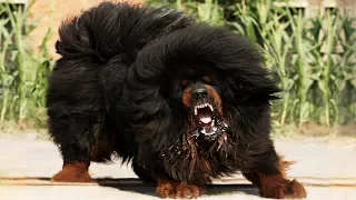 Most ILLEGAL Dog Breeds In The World!
