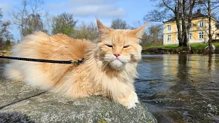 Maine Coon Buster Goes to the River!