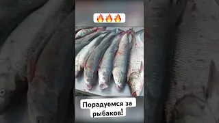 Камызяк 🎣 братан отловился в Астраханской области🔥 #нхнч #рыбалка #fishing #астраханскаярыбалка
