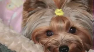 Music My Pet...music to calm your pet! (Produced by Tom Nazziola of Disney's "Baby Einstein")