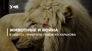 Харьковские львы в Одесском зоопарке: как добирались и что будет дальше