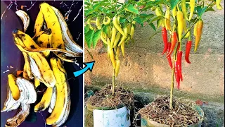 You'll never throw away banana peels: 3 cool ways to make banana peel fertilizer