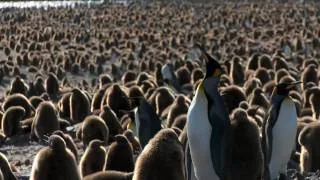 South Georgia's Largest King Penguin Colony Awakens