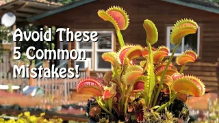 Venus Flytrap - 5 Common Mistakes to Avoid for a Vibrant Plant