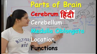 Parts of brain in Hindi | Fore Brain | Mid Brain  | Hind Brain | Cerebellum | Functions | Location