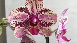 Самые Распространённые Орхидеи с Названиями.