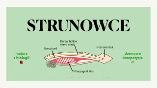 #27 Strunowce - 4 cechy charakterystyczne, podział, lancetnik, osłonice - budowa 🌊 matura z biologii