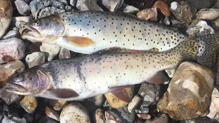 Cutthroat Trout Catch, Kill, Clean, Cook