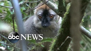 Tracking endangered lemurs in the heart of Madagascar