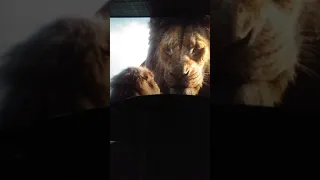 The Lion King 2019 "The Circle Of Life" Opening scene