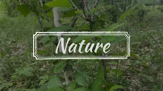 Природа | Nature | Cinematic