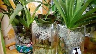 Орхидейные посадки с ягелем и сфагновым мхом Что делать если нет мха