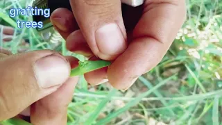 Grafting Citrus Trees with the Patch Bud_How to Budding Citrus tree