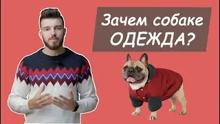 Зачем собаке одежда?