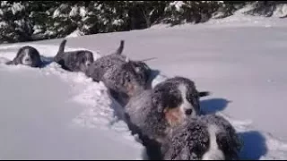 Funniest Snow Dog Video Compilation February 2018 | Funny Pet Videos