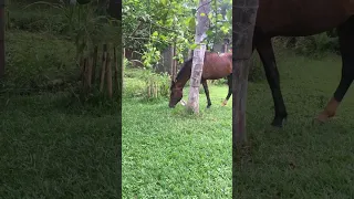 VÍDEO DE CAVALO PARA #SHORTS