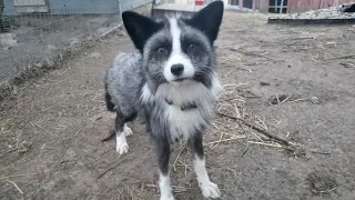 Kipper and Waverly fox morning routine