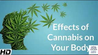 Effects of Cannabis on your body.