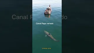 Tubarão Gigante Nada em volta de barco, é assustador!