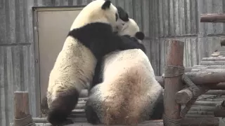 Панды кунг фу - Panda Kung Fu