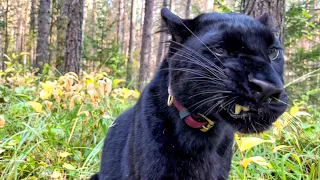 Panther Luna sees off the summer😸/ Misunderstanding in the forest🙈